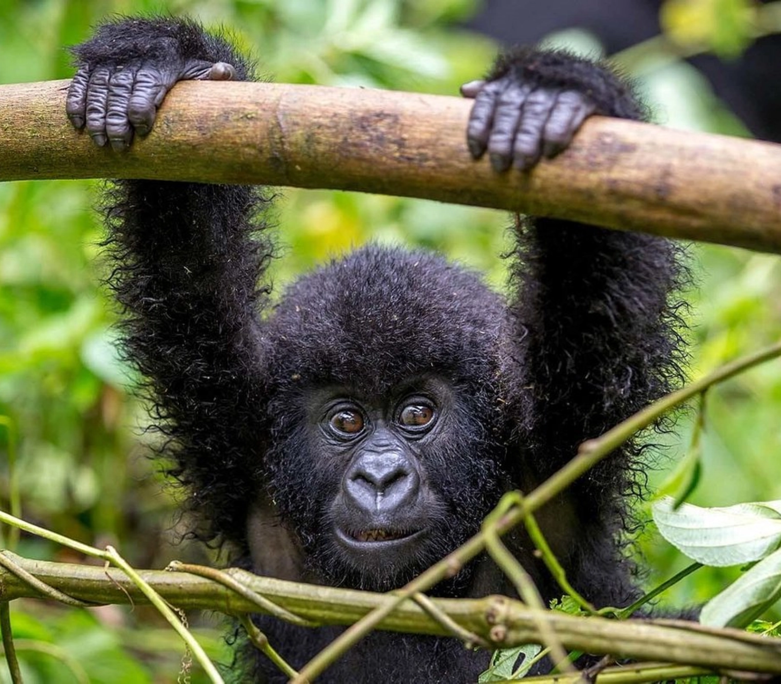 8 Days Best of Rwanda Safari