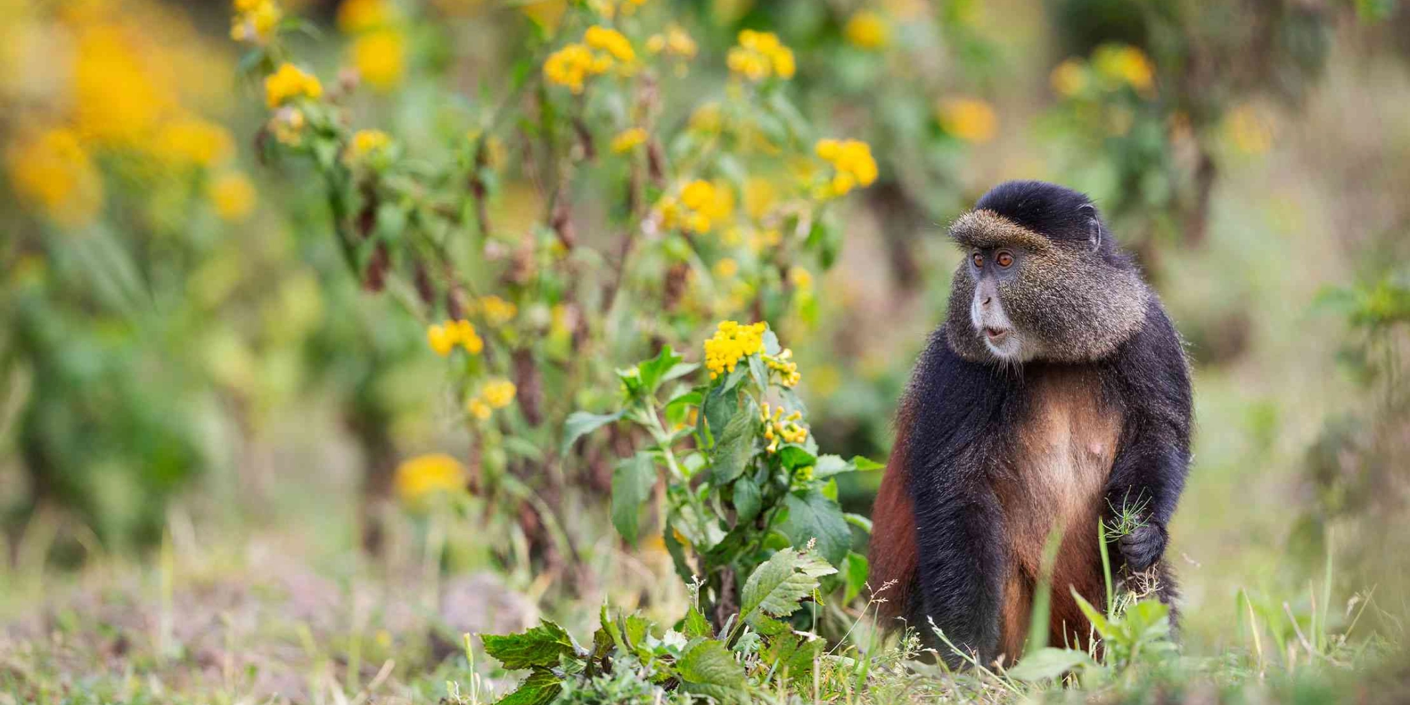 8 Days Best of Rwanda Safari