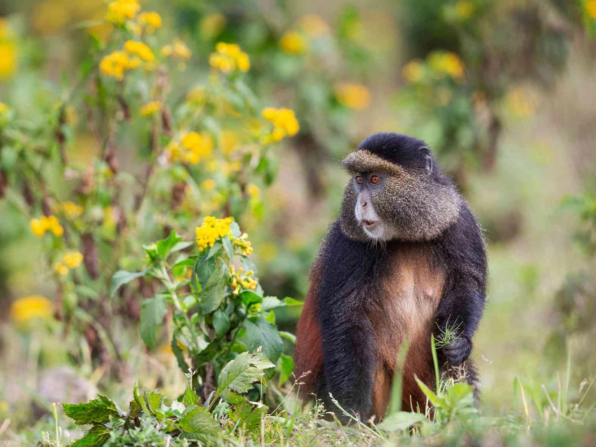 8 Days Best of Rwanda Safari
 