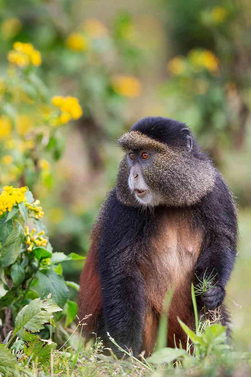 8 Days Best of Rwanda Safari