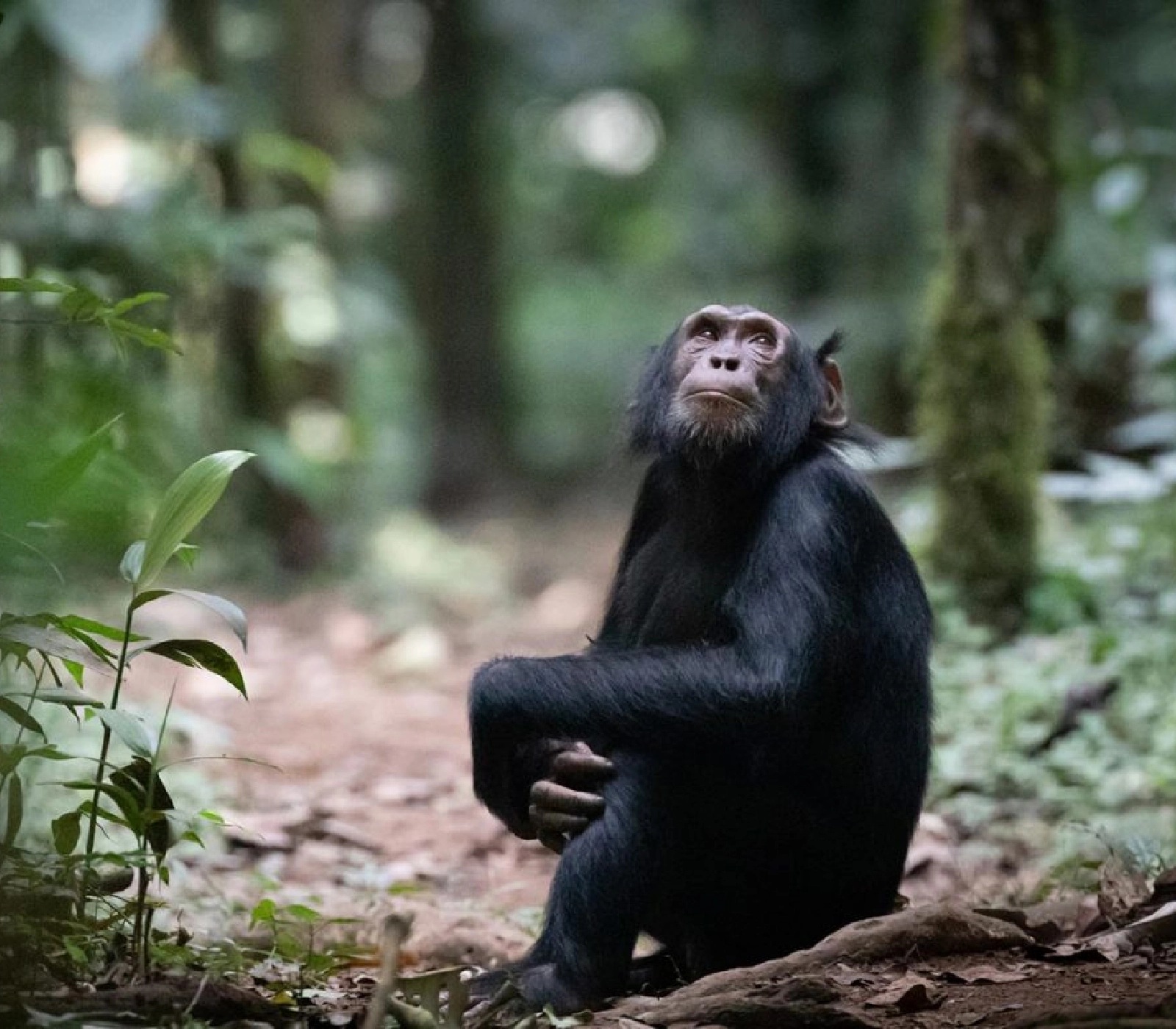 8 Days Big Five Uganda Safari  Attractions