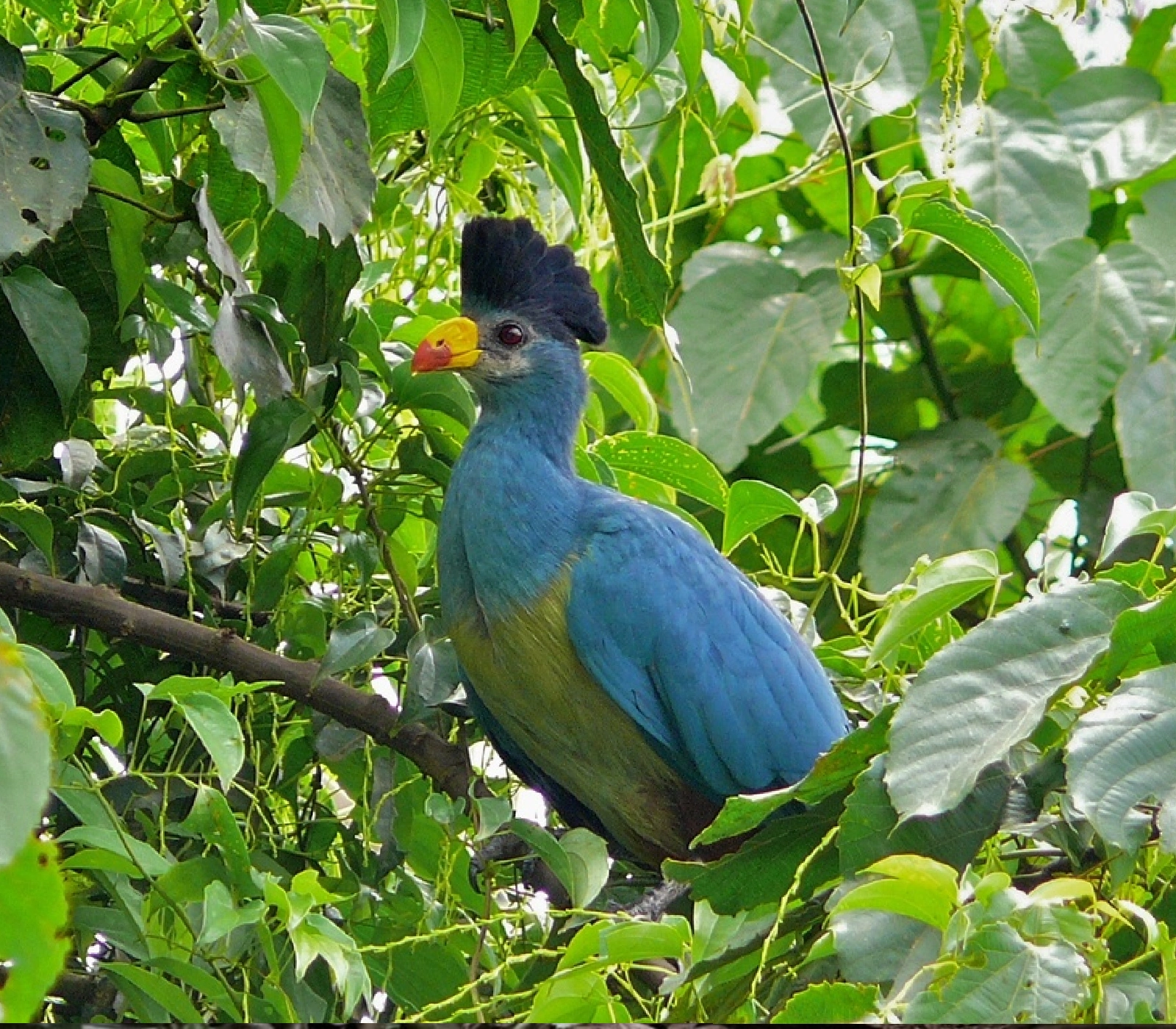 8 Days Big Five Uganda Safari  Attractions