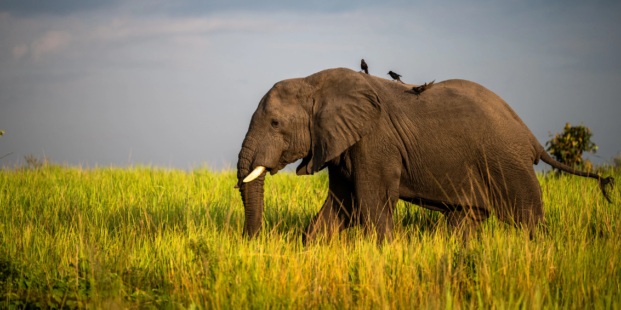 8 Days Big Five Uganda Safari 