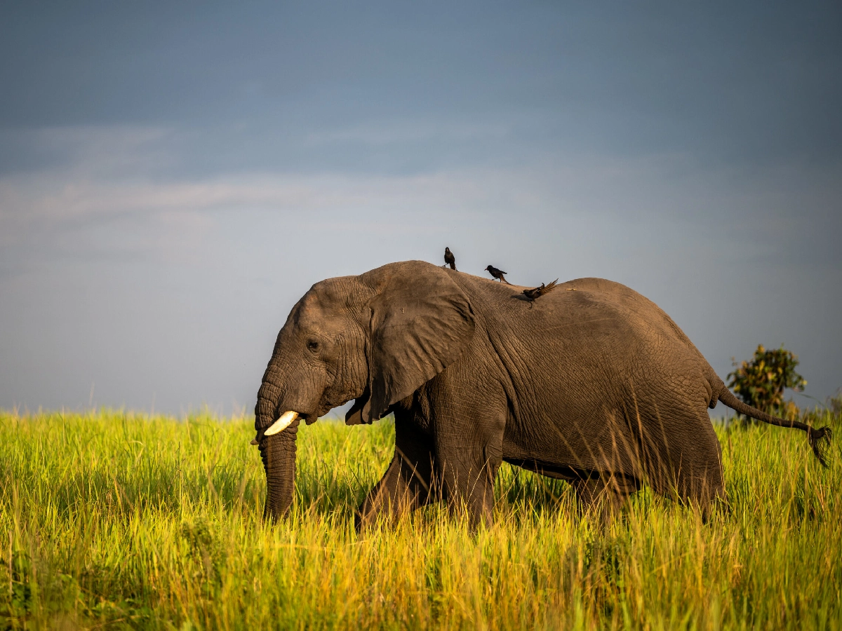 8 Days Big Five Uganda Safari 