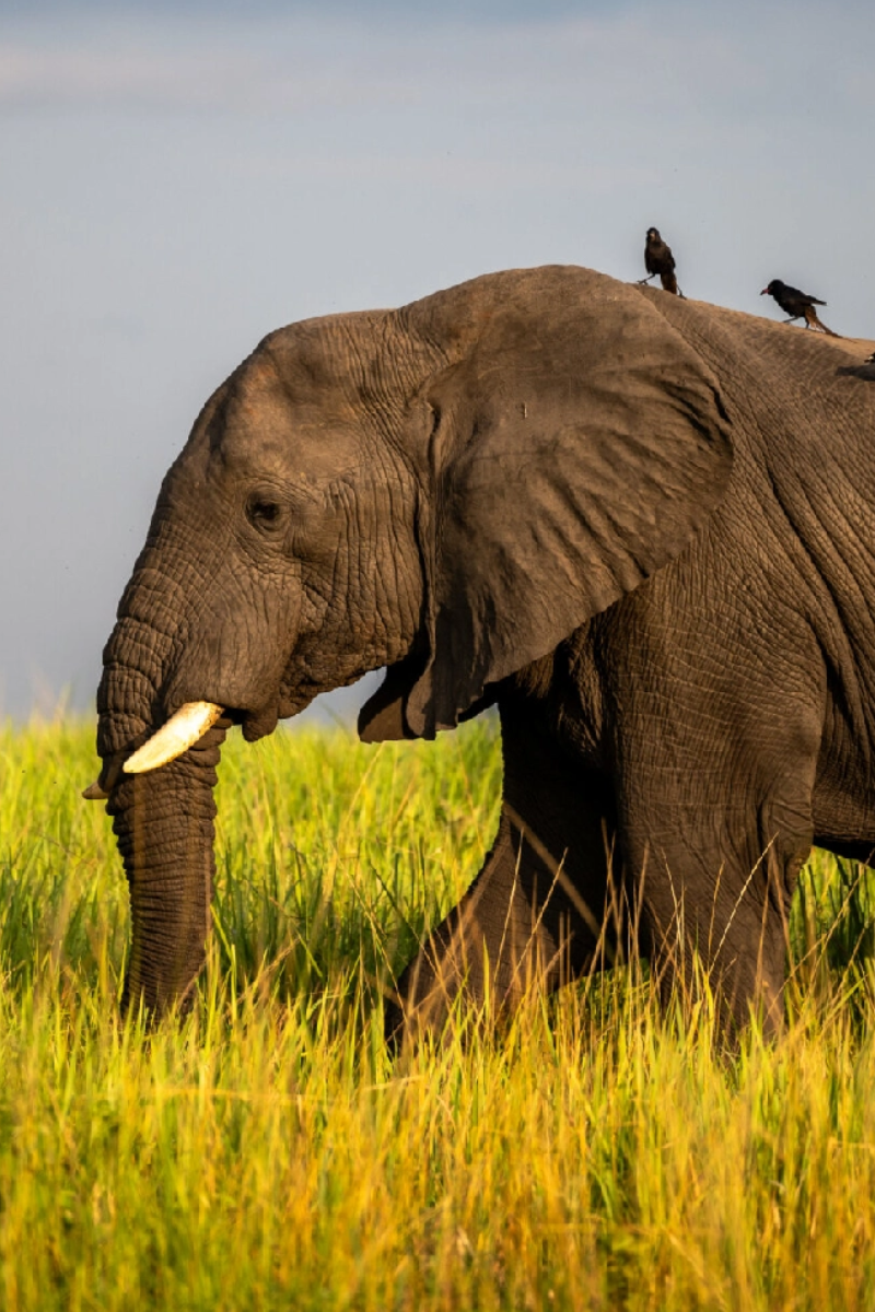 8 Days Big Five Uganda Safari