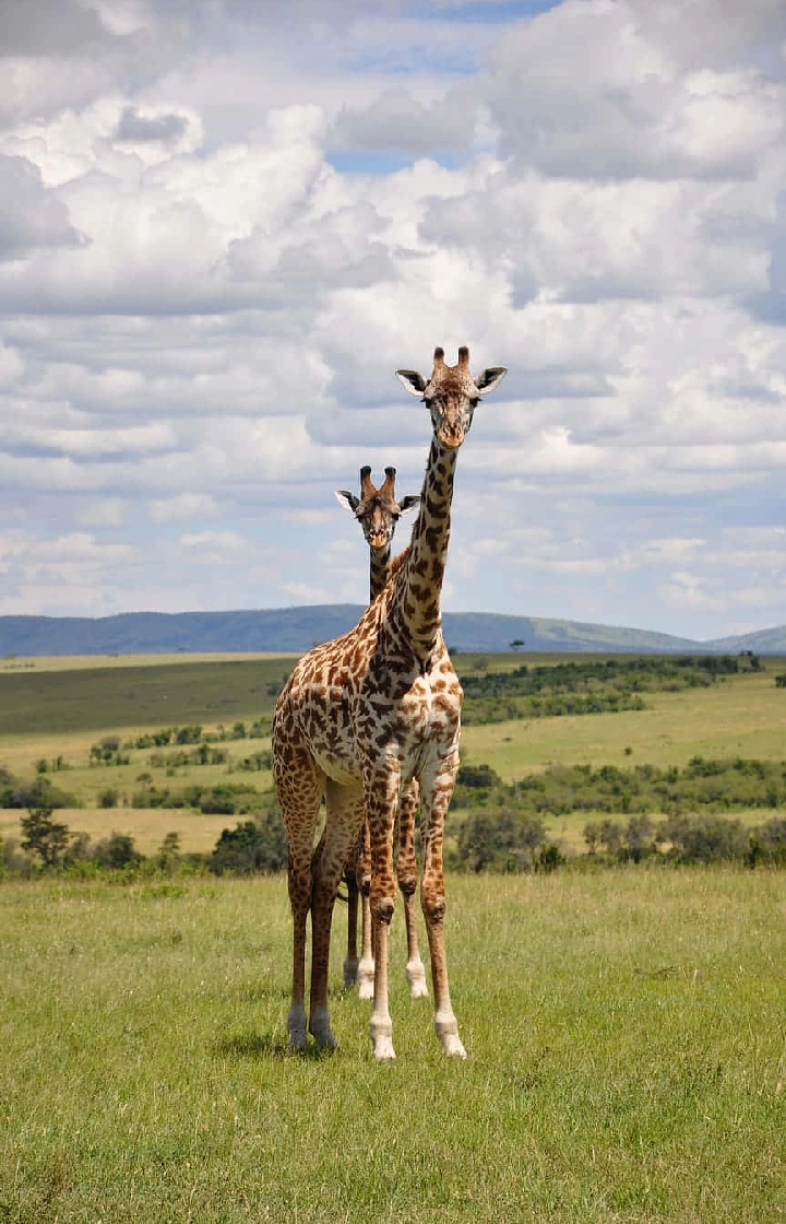 8-Days Explorer Safari wildlife Viewing