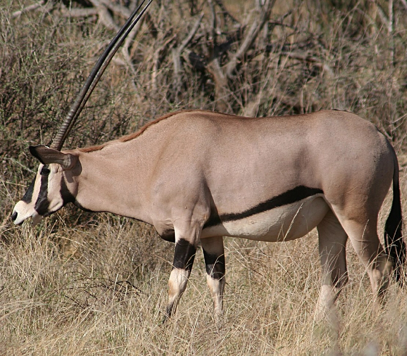 8-Days Explorer Safari Attractions