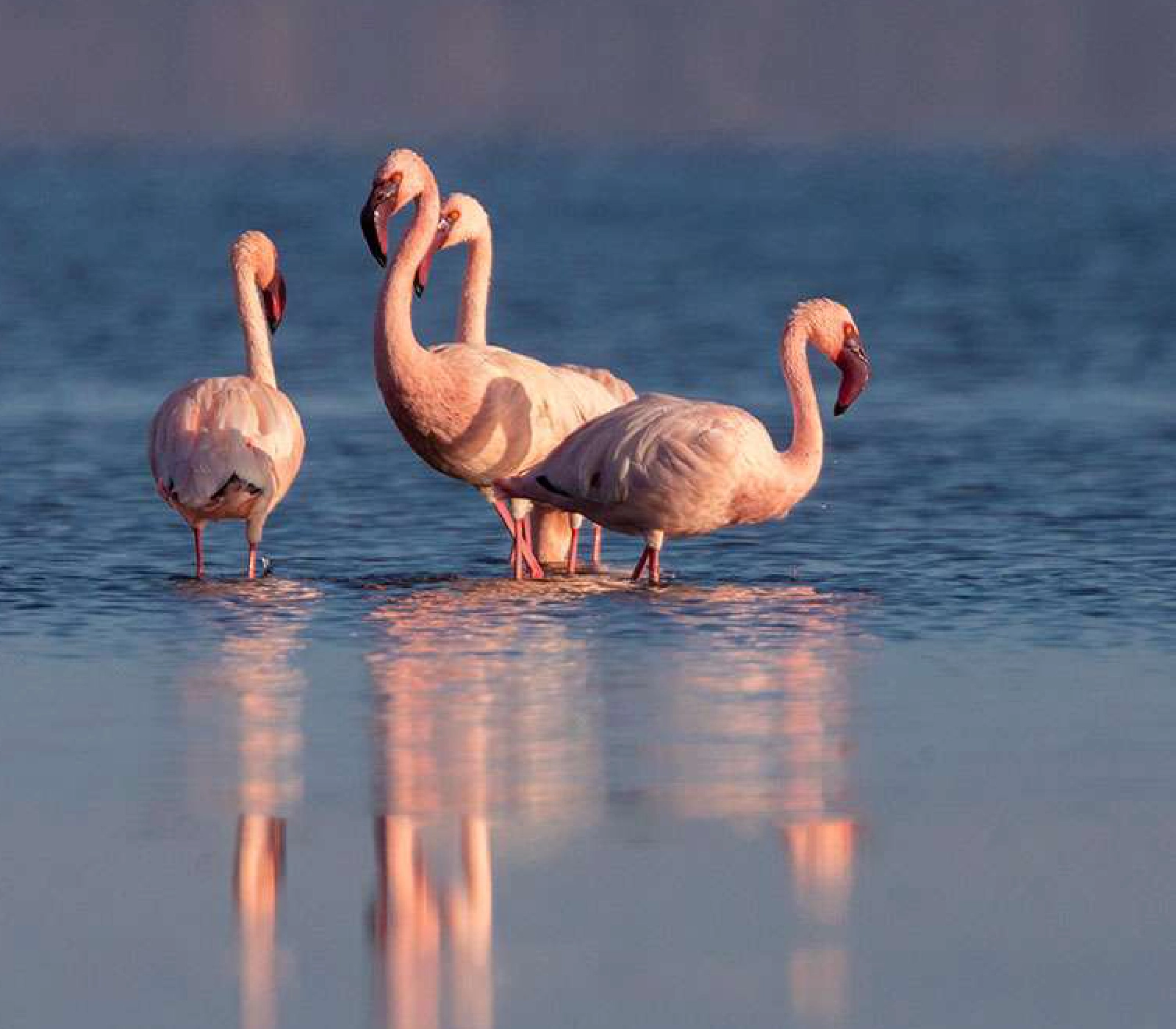 8-Days Explorer Safari Attractions