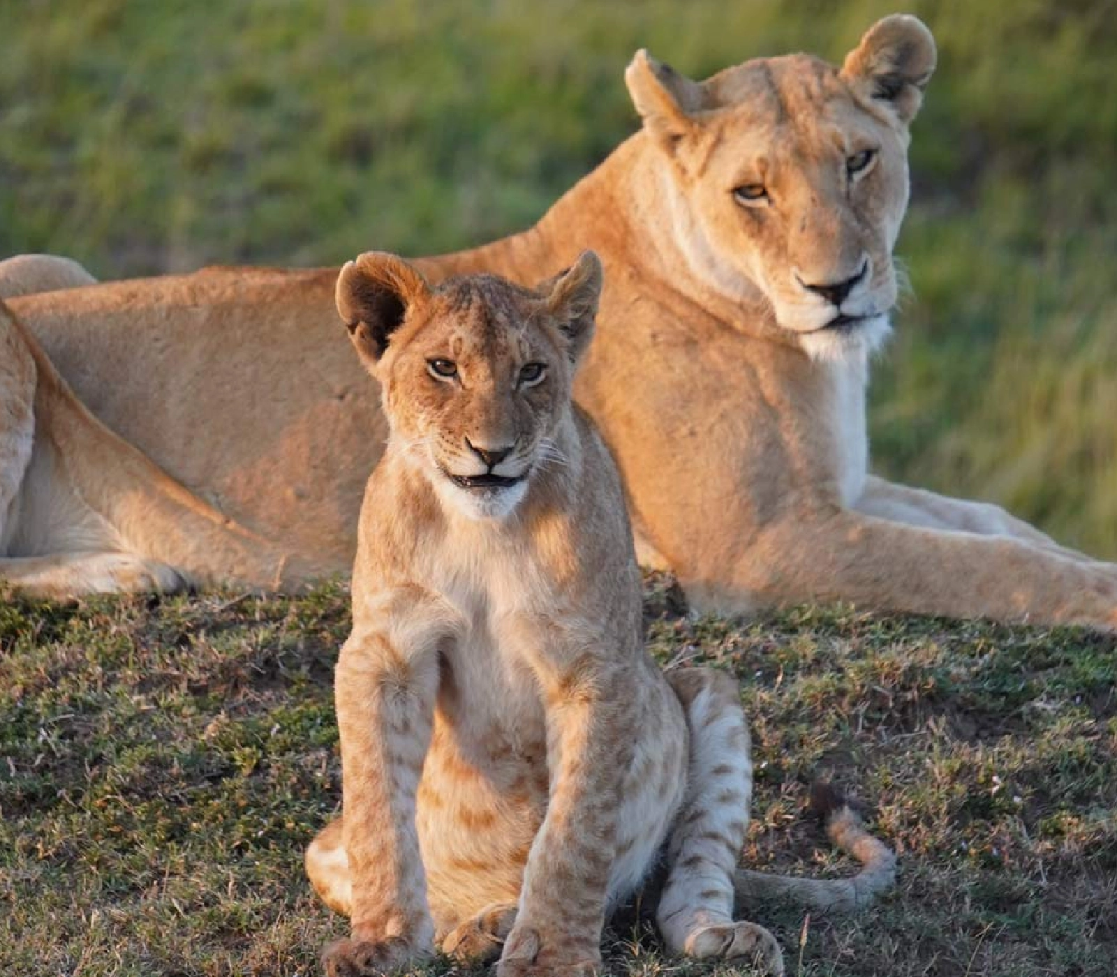 8-Days Explorer Safari Attractions