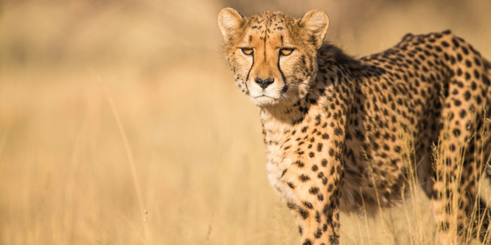 8-Days Explorer Safari