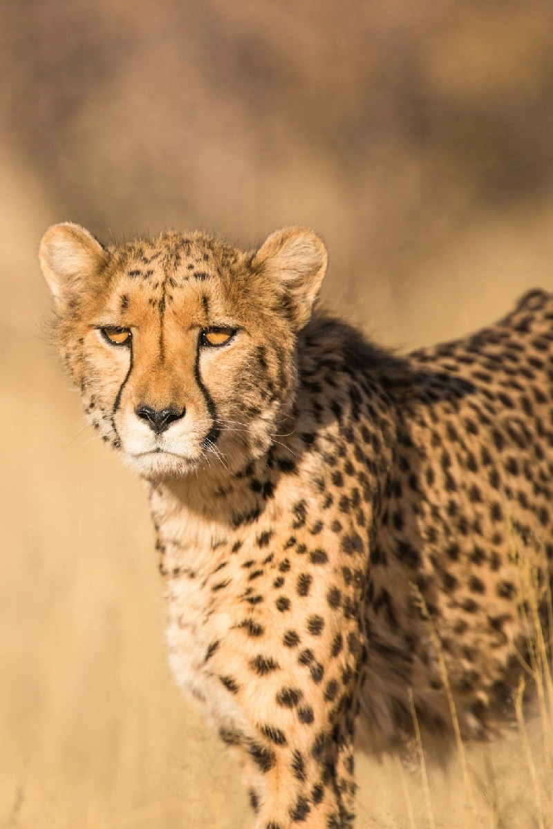 8-Days Explorer Safari