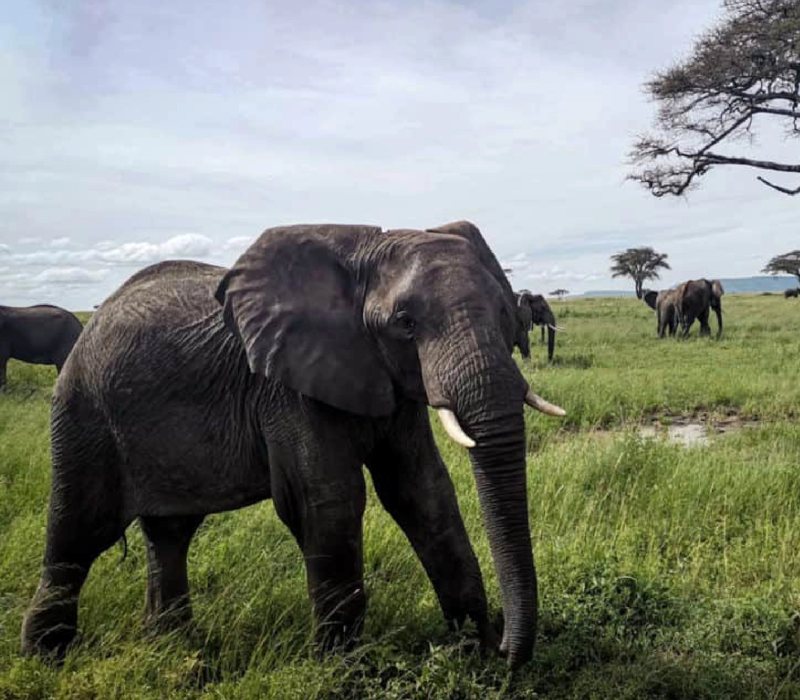 8-Days Kenya & Tanzania Discovery Safari  Attractions