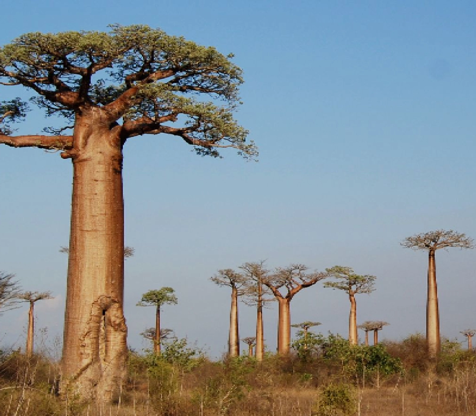 8-Days Kenya & Tanzania Discovery Safari  Attractions