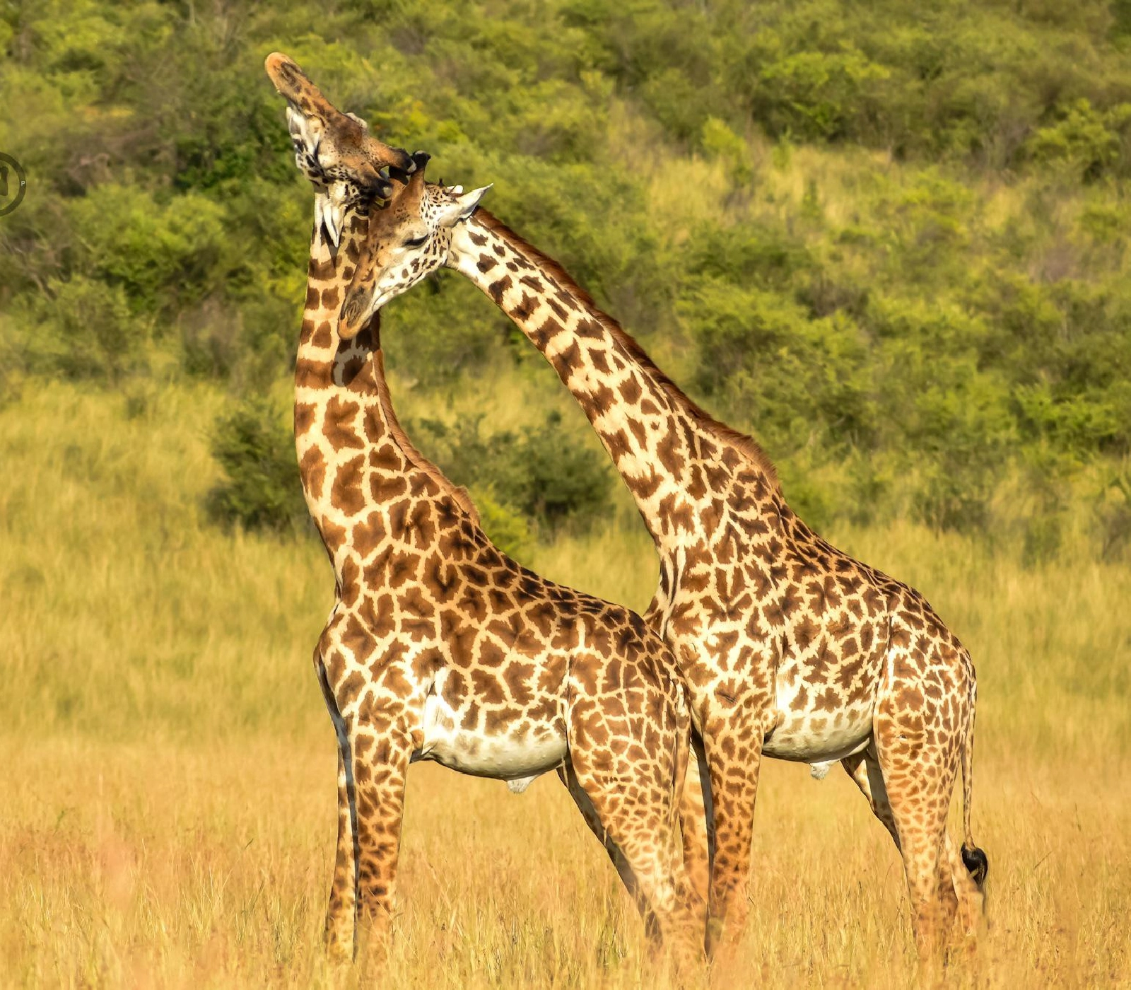 8-Days Kenya & Tanzania Discovery Safari  Attractions