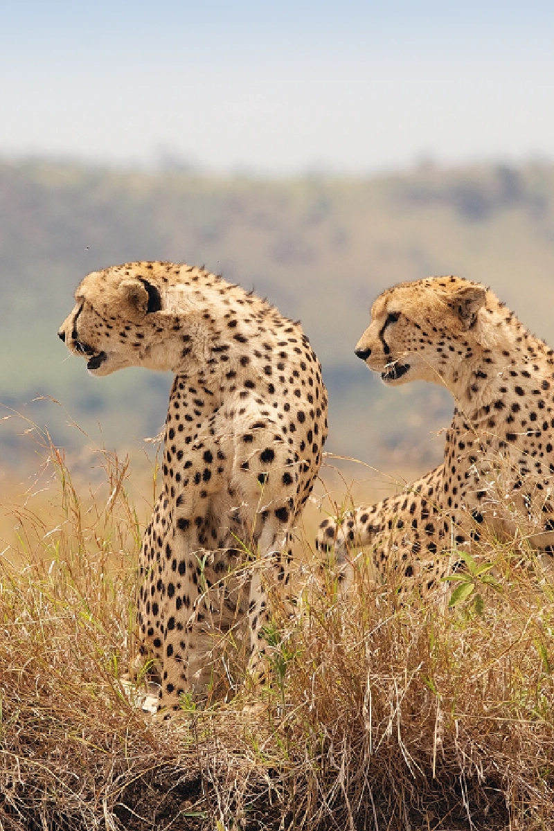 8-Days Kenya & Tanzania Discovery Safari