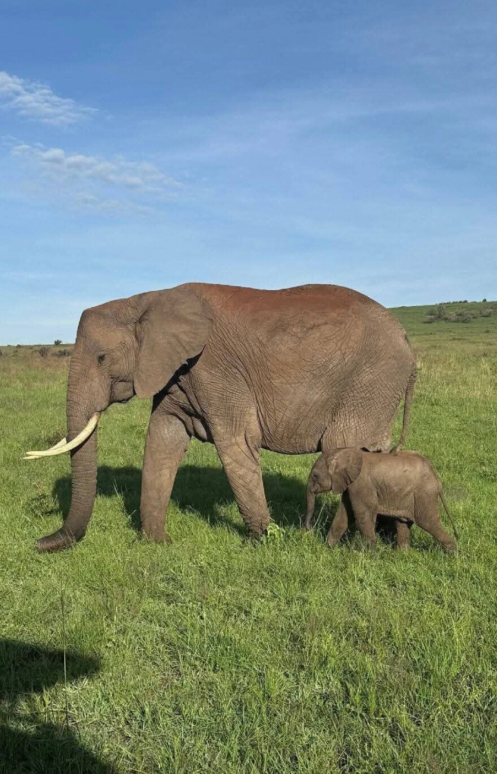 8 Days Kenya Big Five Special Safari wildlife