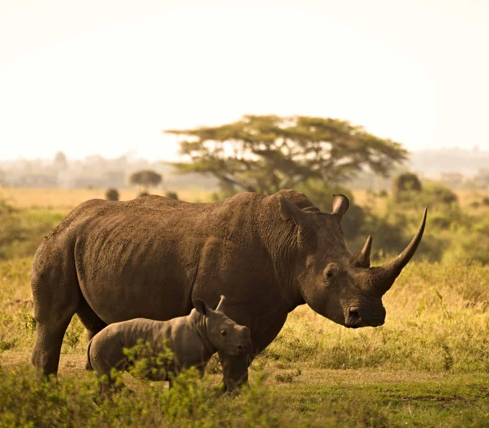 8 Days Kenya Big Five Special Safari Attractions