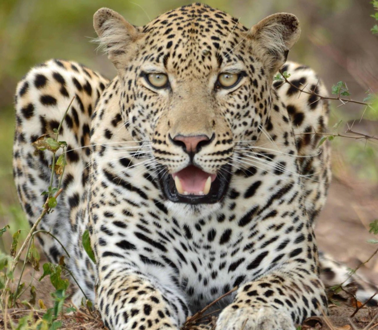 8 Days Kenya Big Five Special Safari Attractions