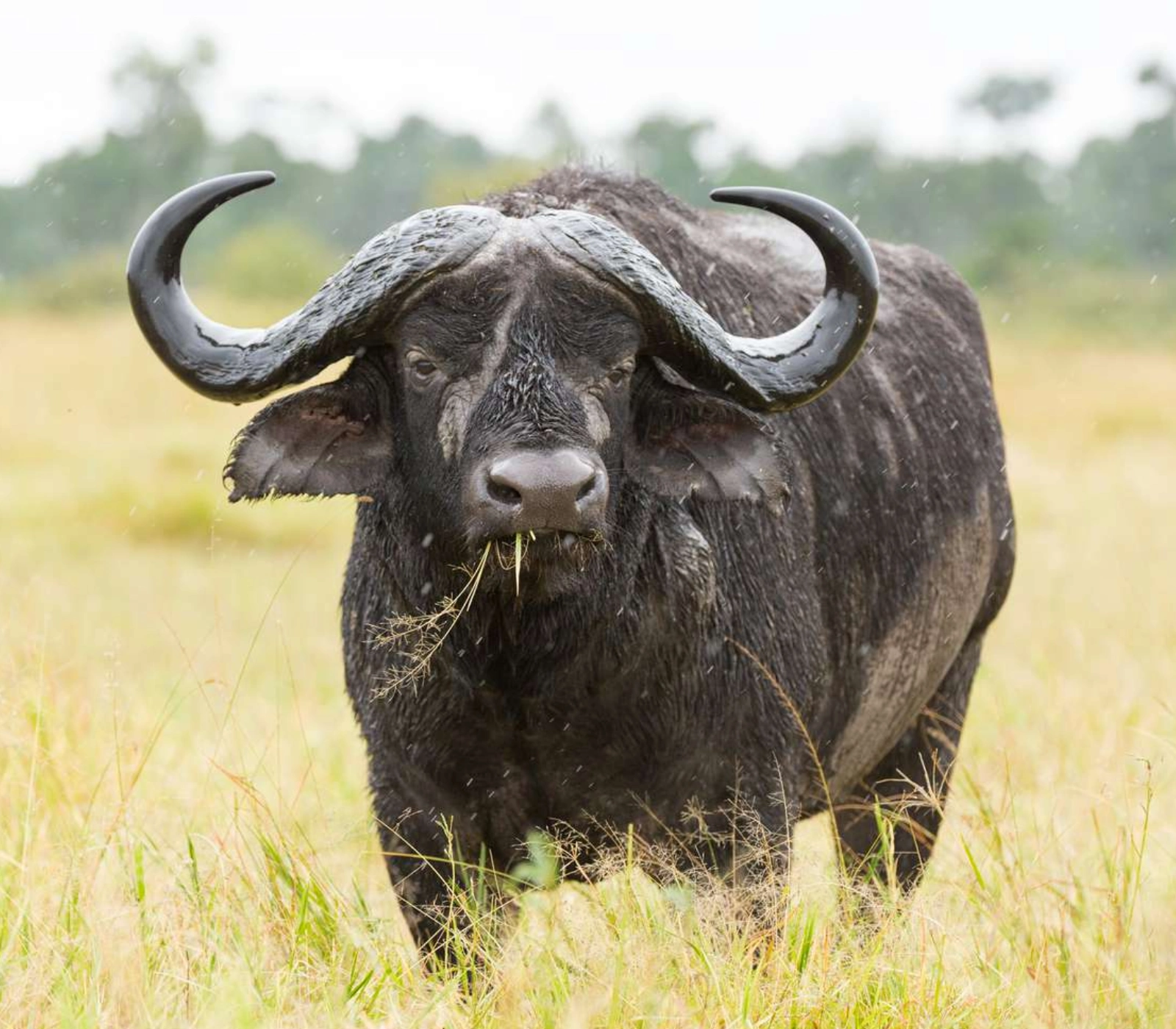 8 Days Kenya Big Five Special Safari Attractions