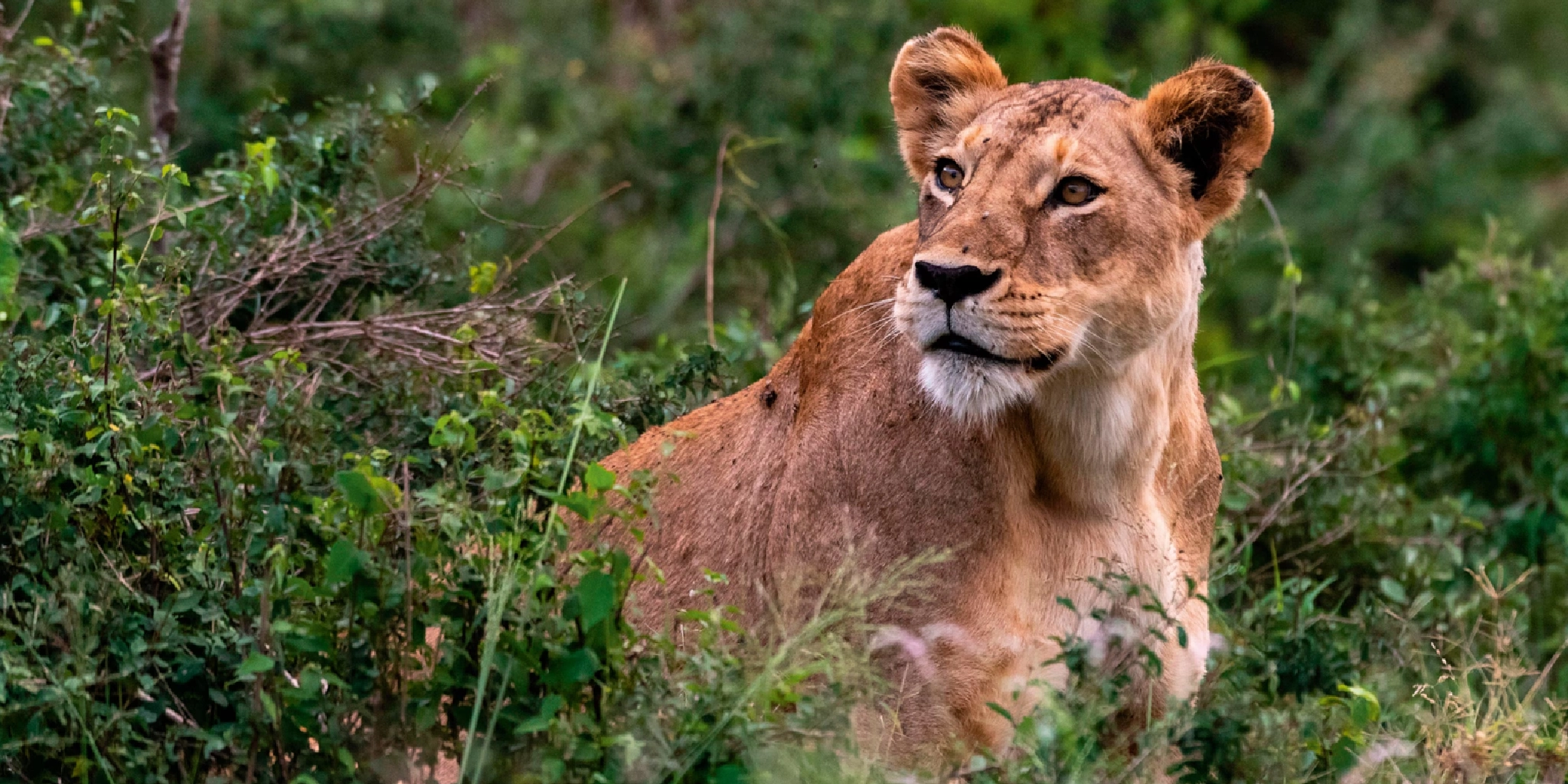 8 Days Kenya Big Five Special Safari