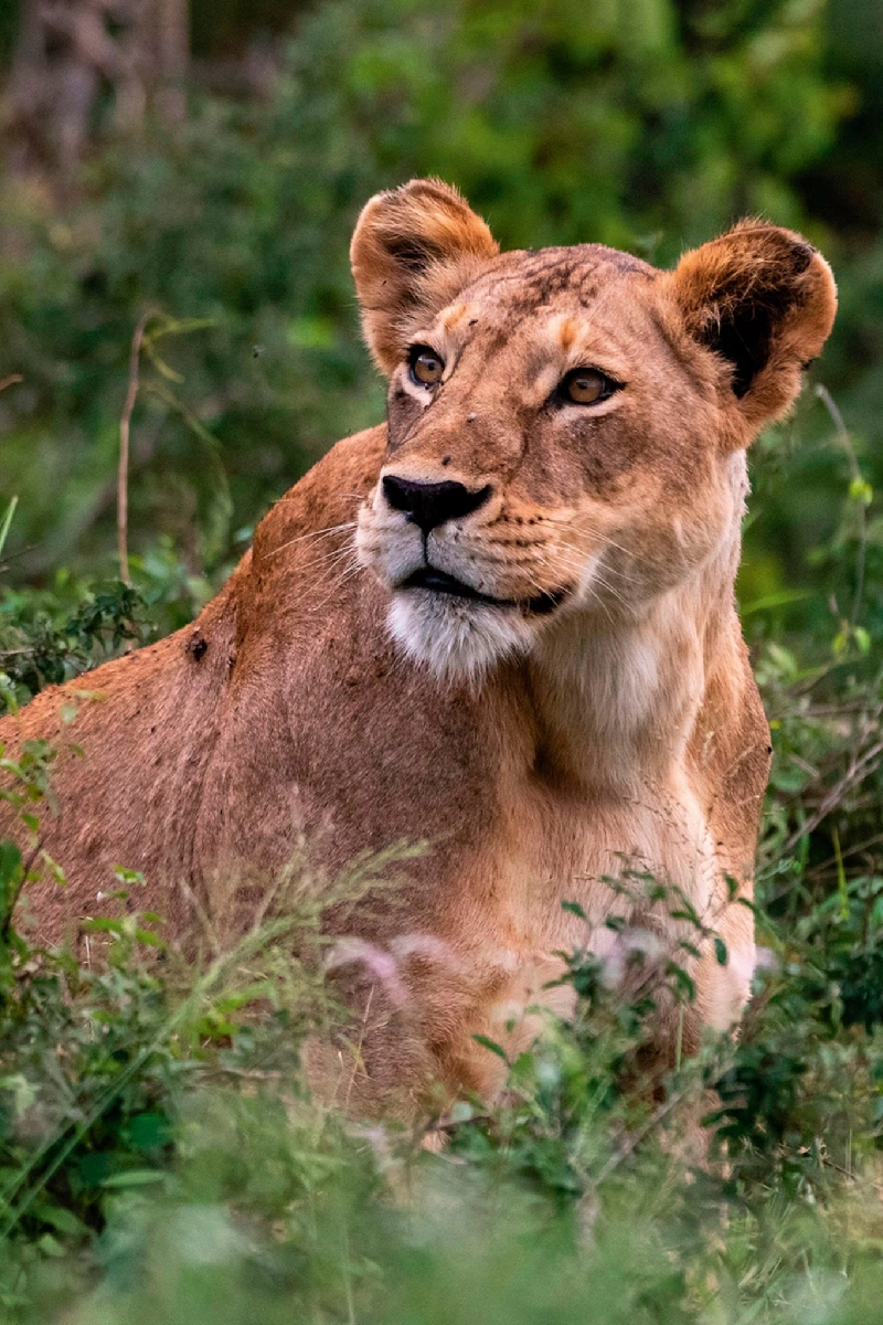 8 Days Kenya Big Five Special Safari