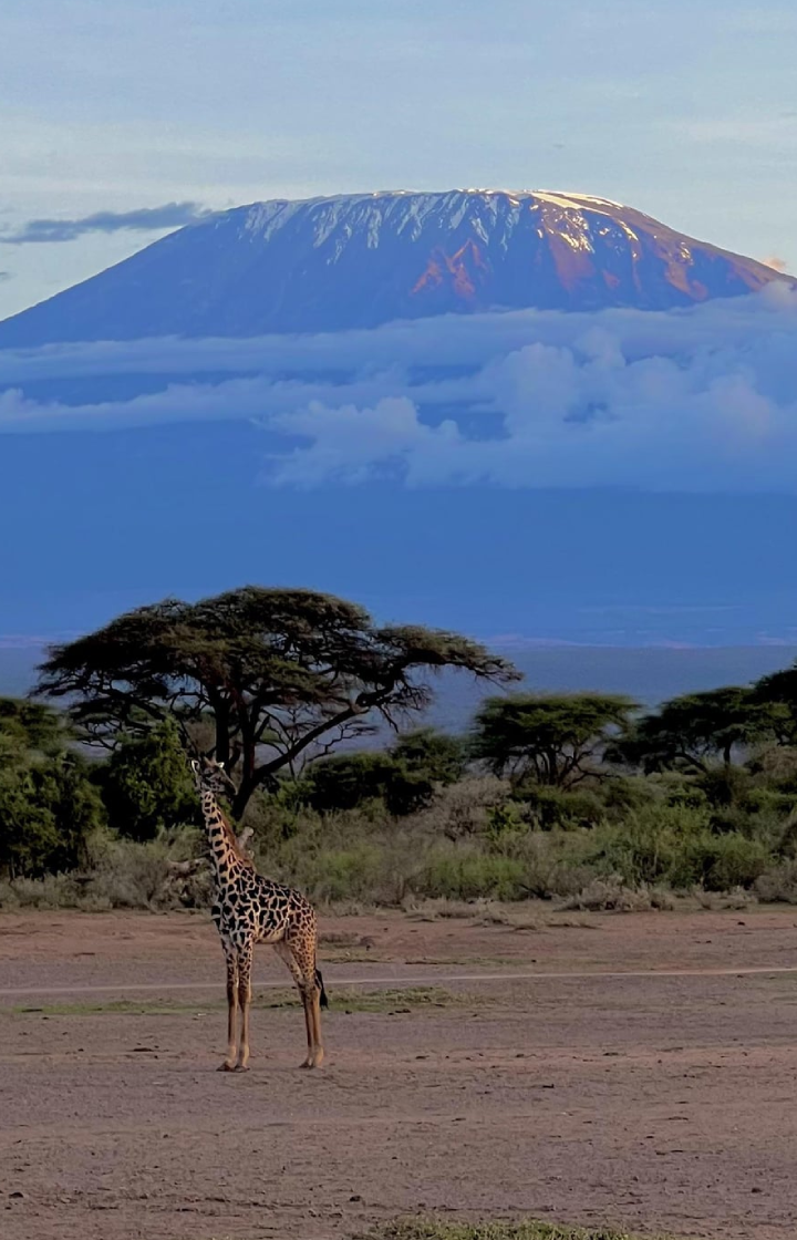 8 Days Private Safari From Nairobi To Masai Mara wildlife