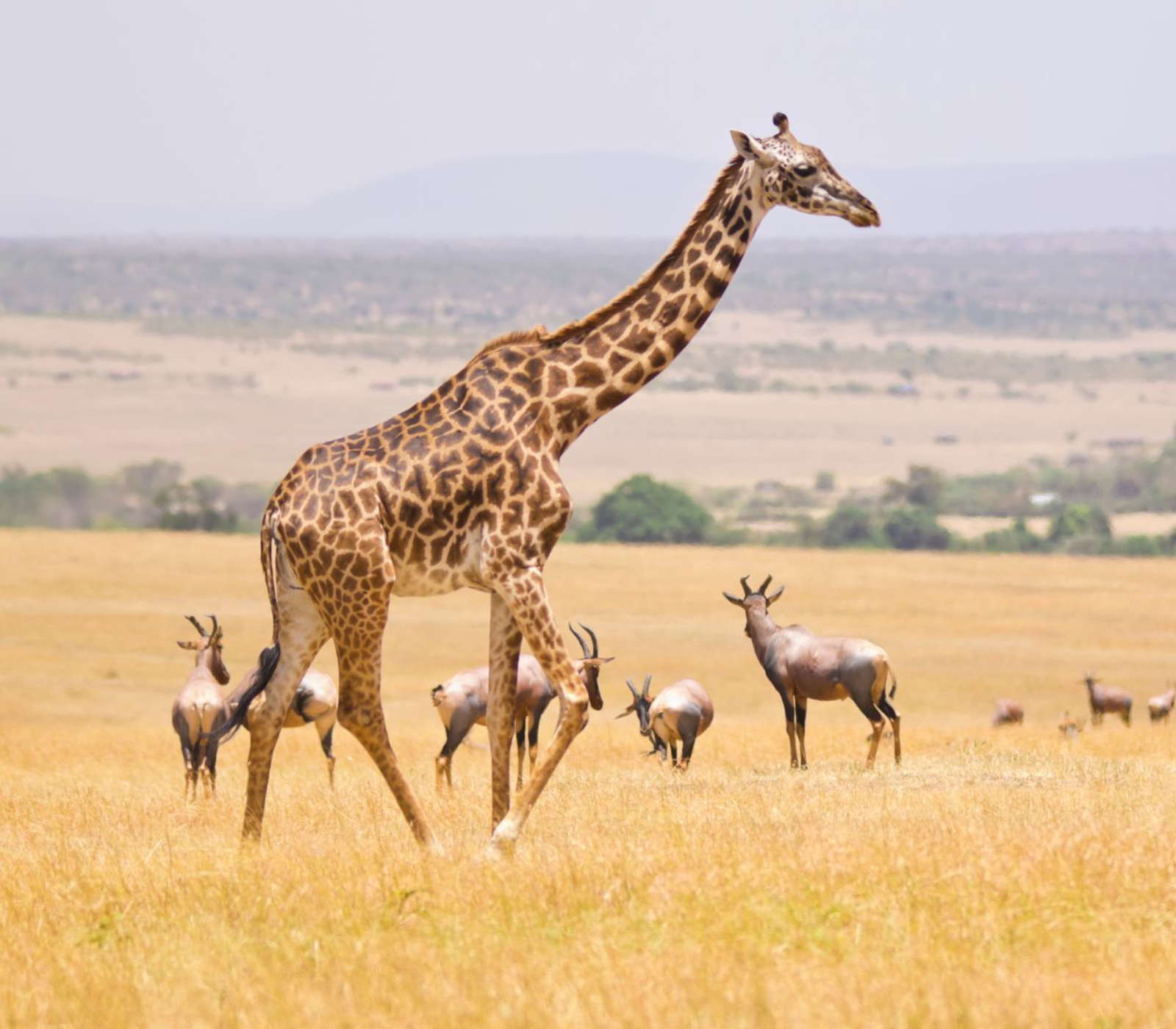 8 Days Private Safari From Nairobi To Masai Mara Attractions