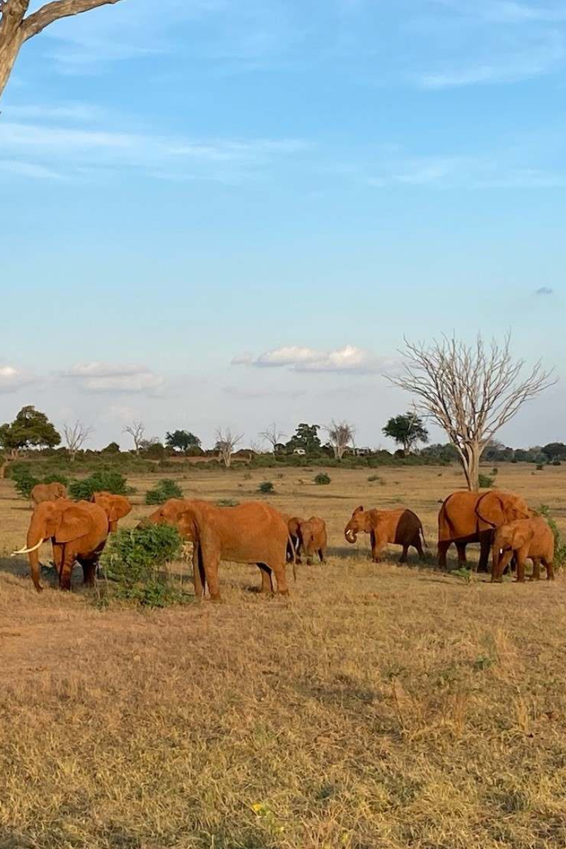 8 Days Private Safari From Nairobi To Masai Mara