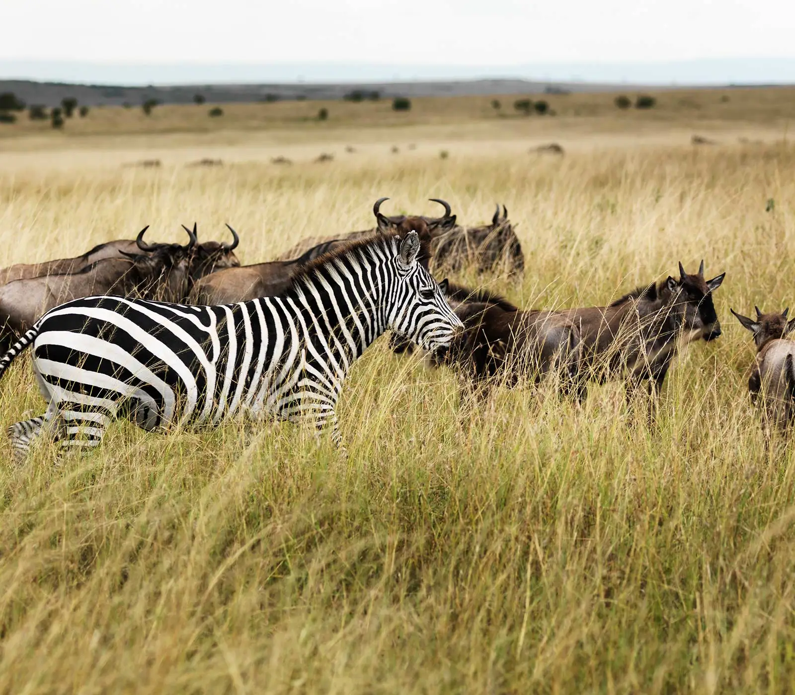 9 Days | 6 National Parks – Kenya Classic Safari Attractions
