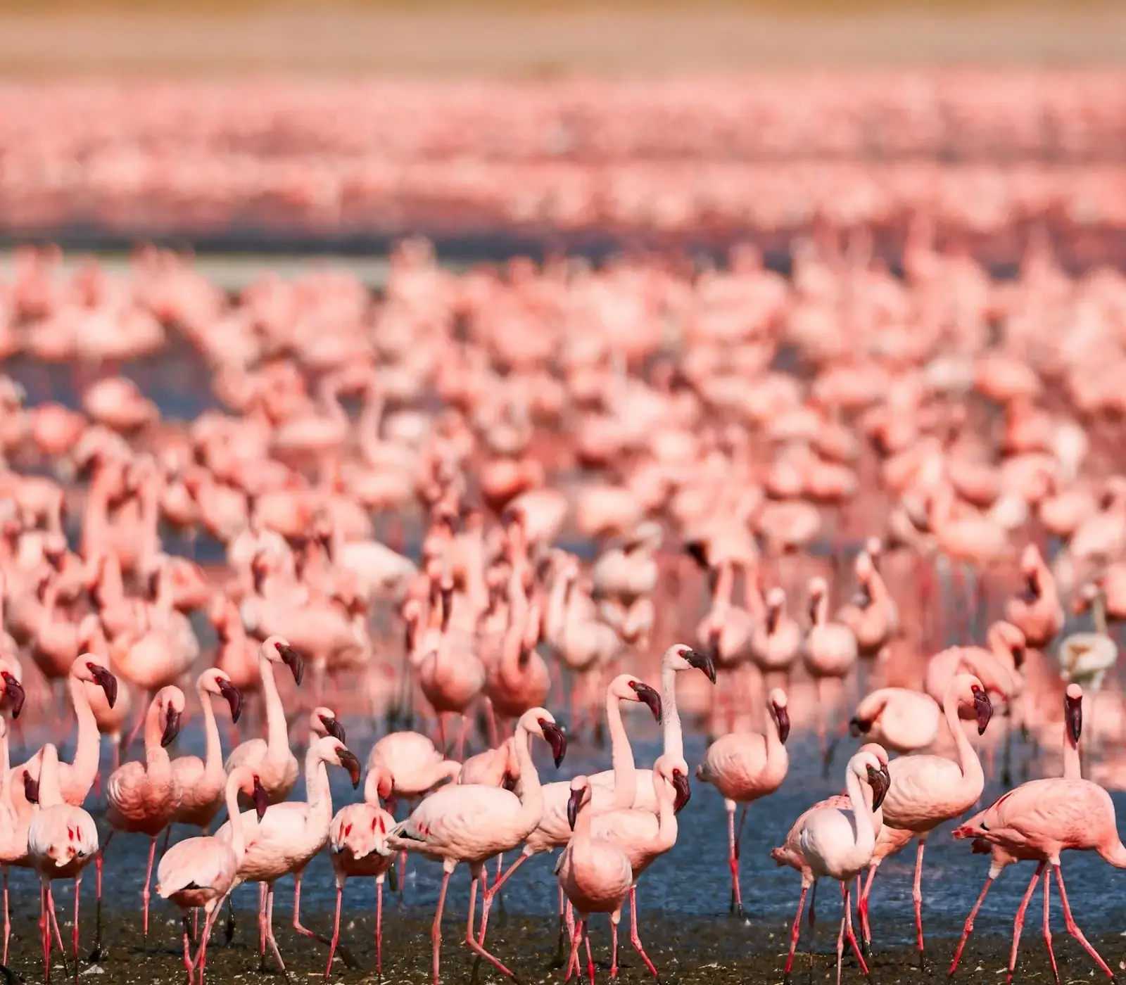 9 Days | 6 National Parks – Kenya Classic Safari Attractions