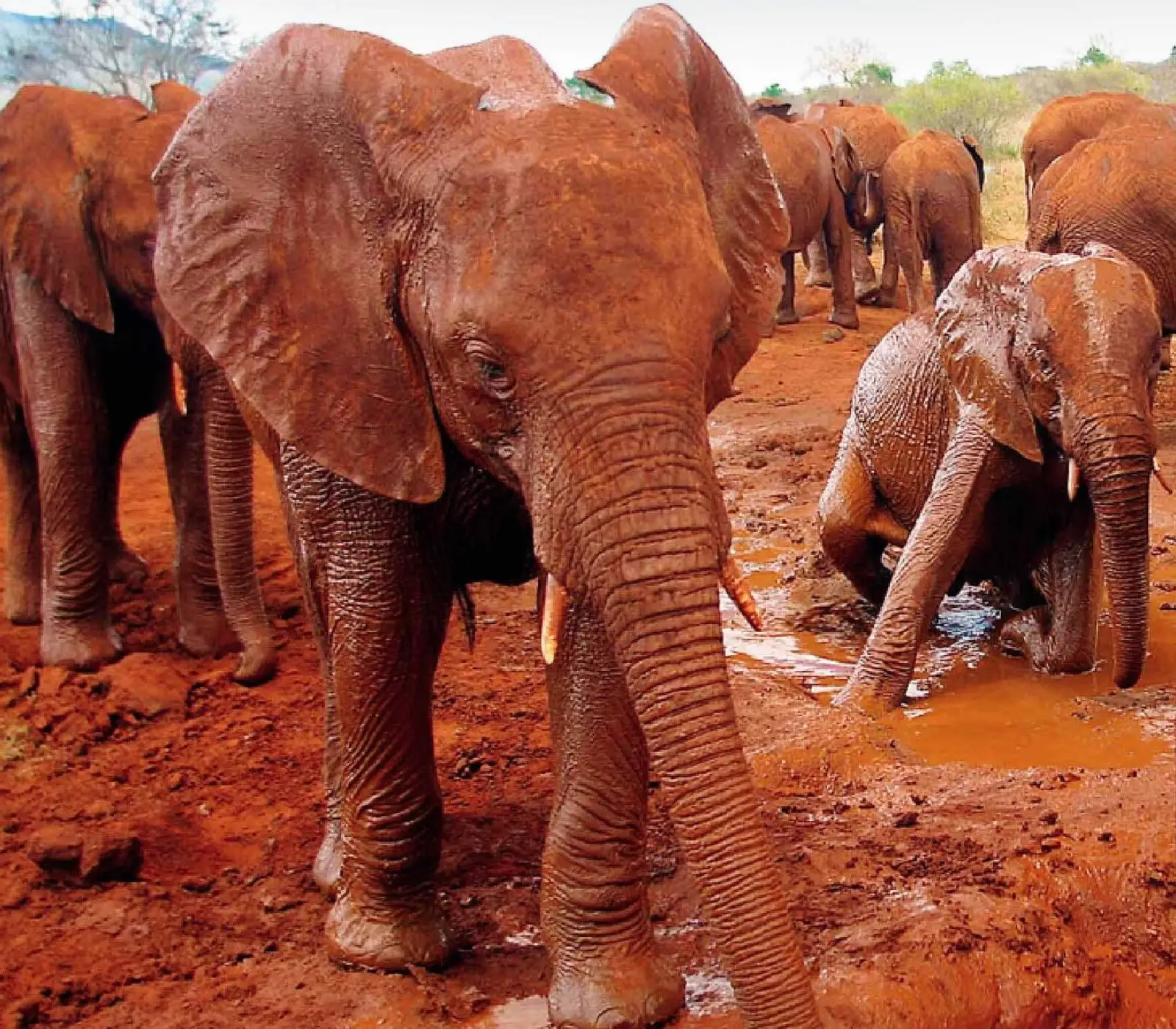 9 Days | 6 National Parks – Kenya Classic Safari Attractions