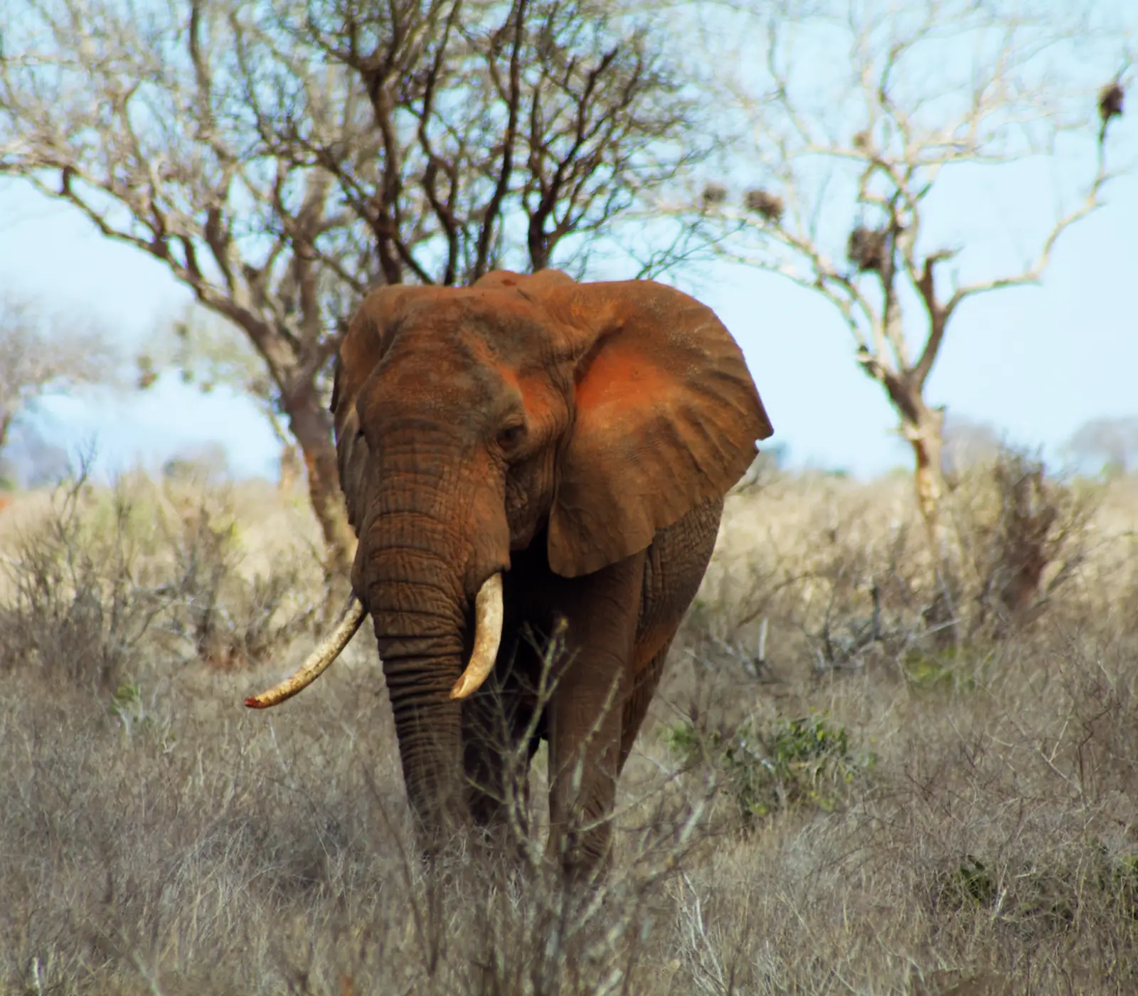 9 Days | 7 Parks – Kenya Beach To Nairobi Safari  Attractions