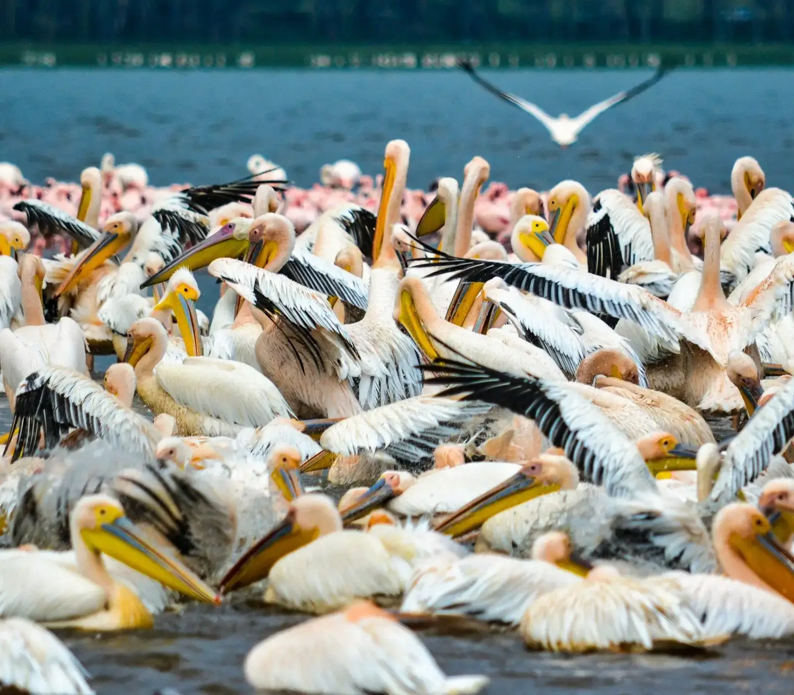 9 Days | 7 Parks – Kenya Beach To Nairobi Safari  Attractions