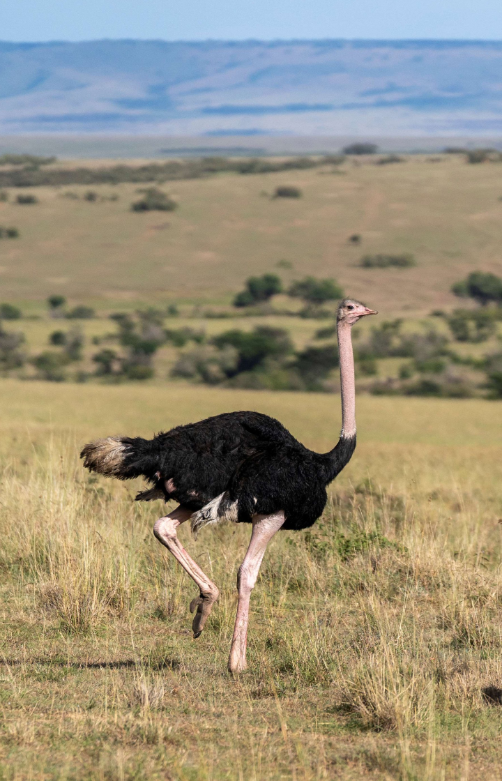 9 Days Jambo Kenya Classic Safari Game Drives