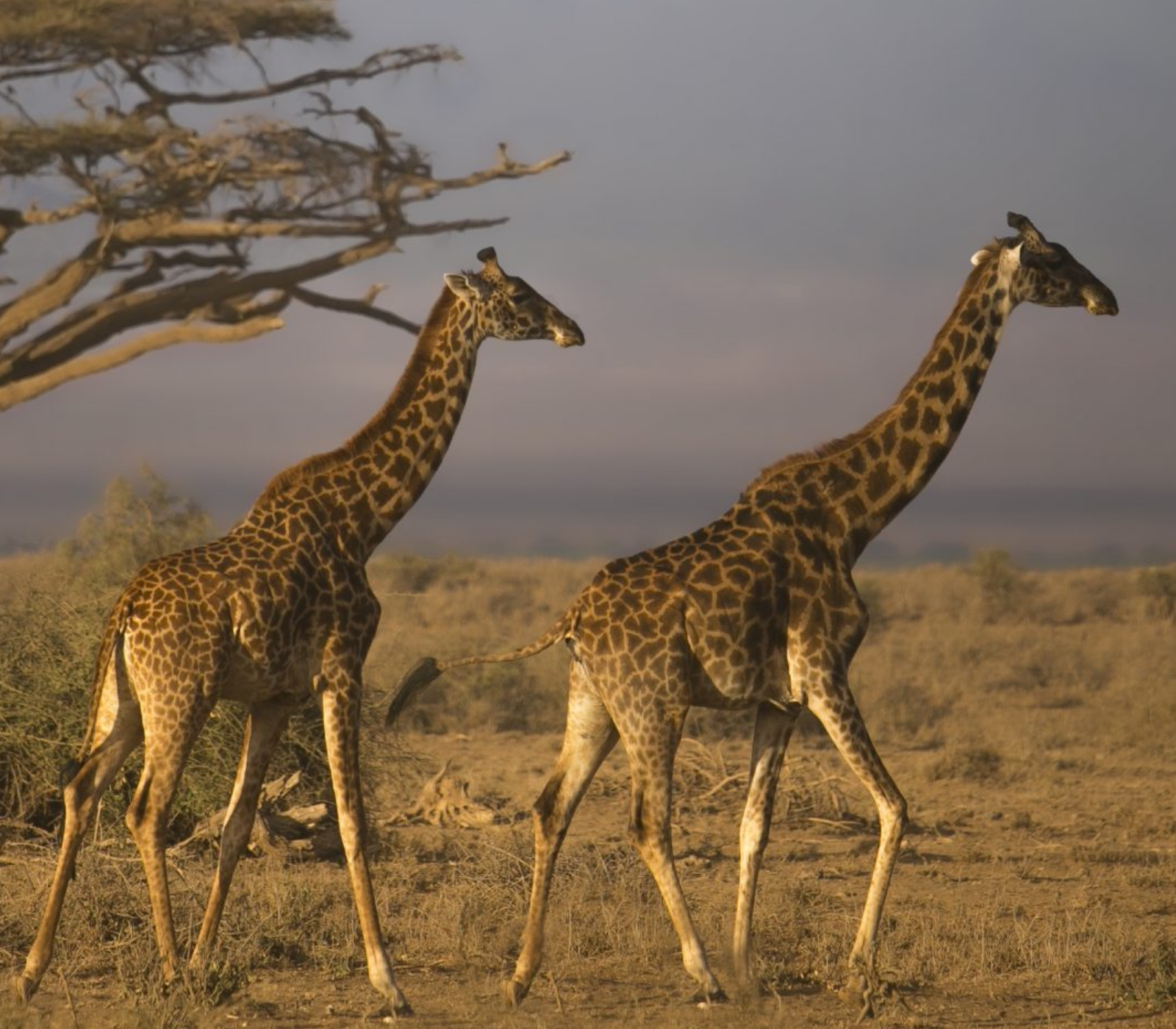 9 Days Jambo Kenya Classic Safari Attractions