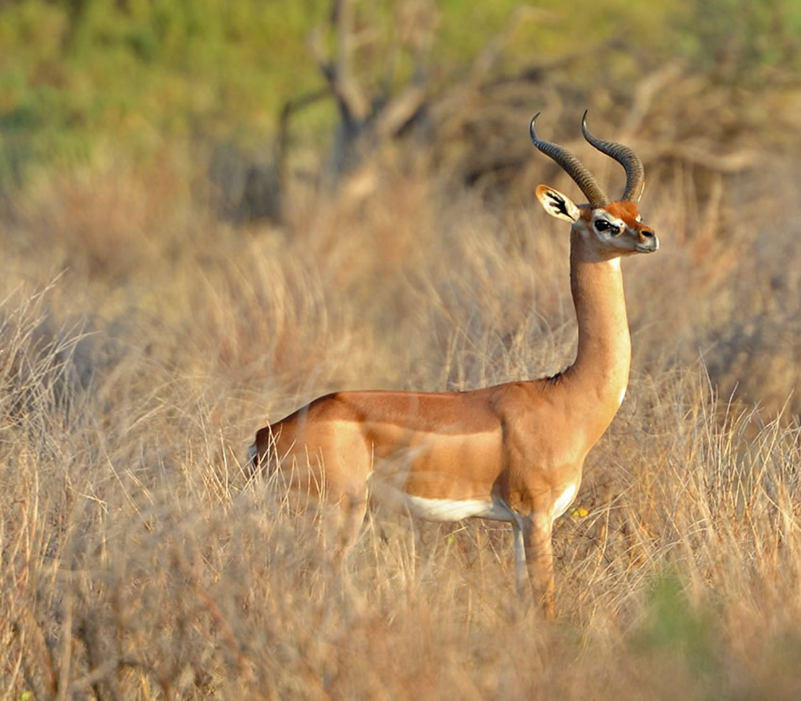 9 Days Jambo Kenya Classic Safari Attractions