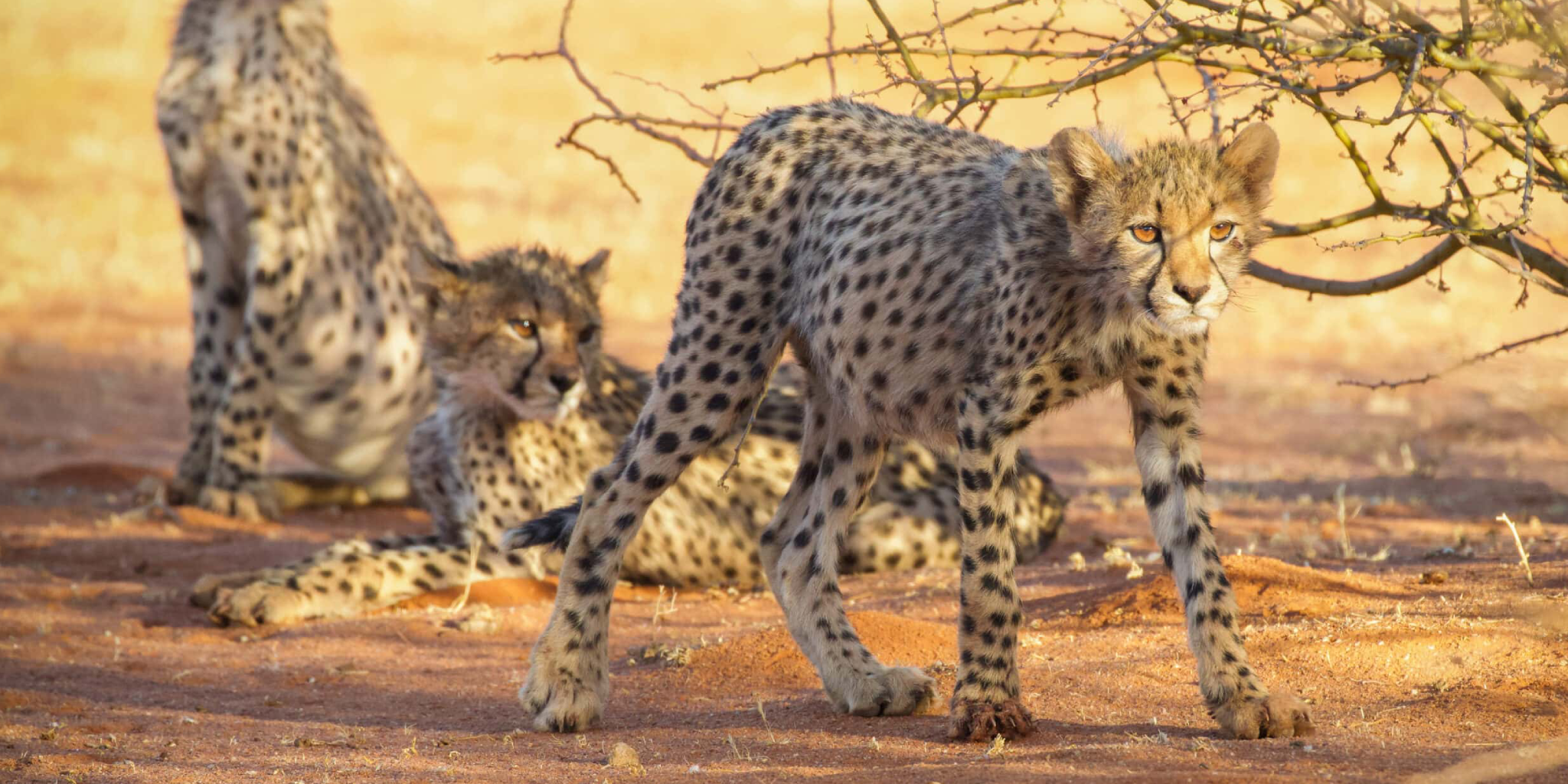 9 Days Jambo Kenya Classic Safari