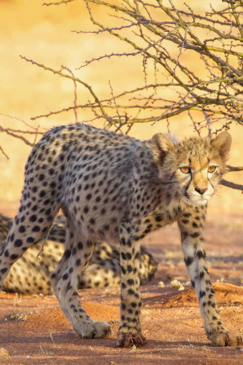 9 Days Jambo Kenya Classic Safari