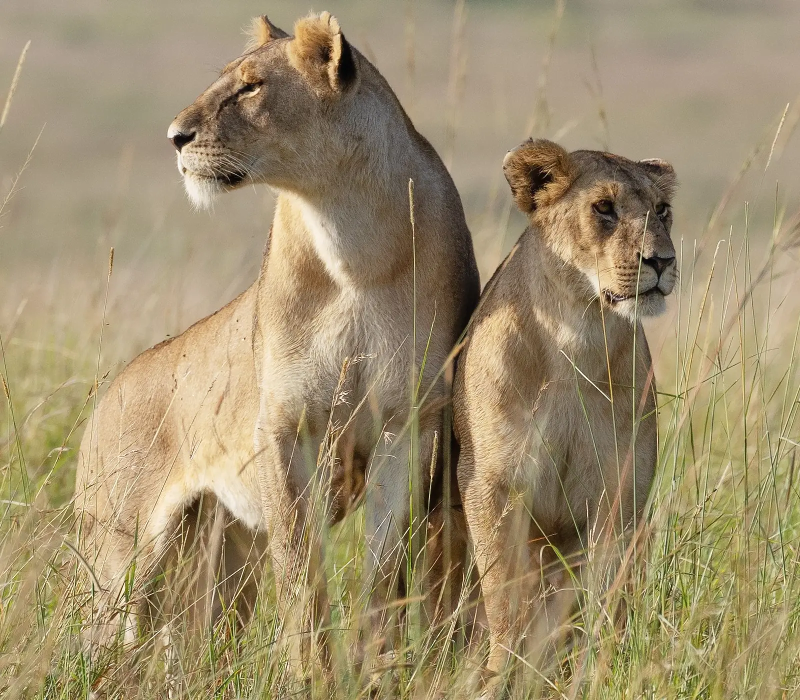 9-Days Jambo Kenya Safari Attractions