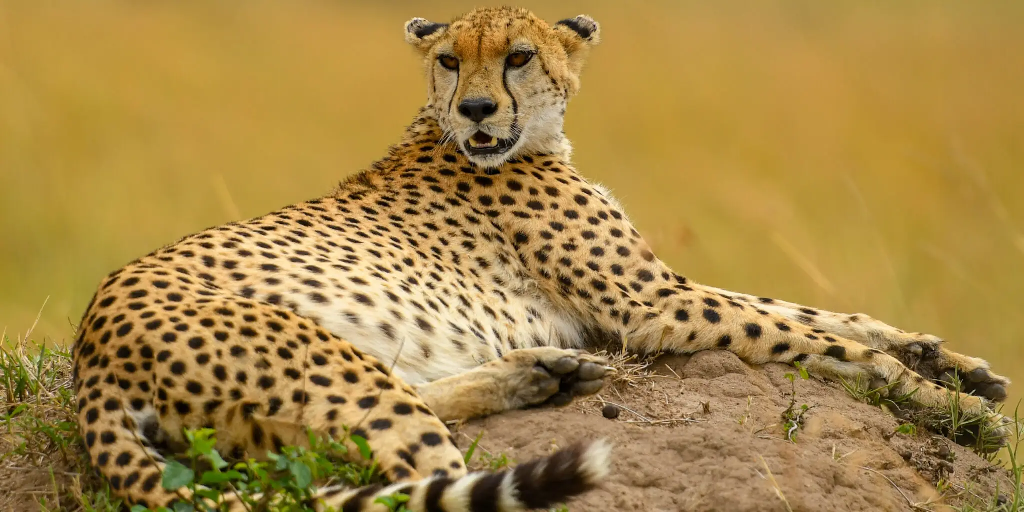 9-Days Jambo Kenya Safari