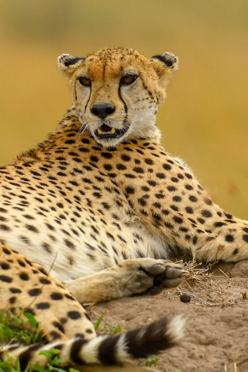 9-Days Jambo Kenya Safari