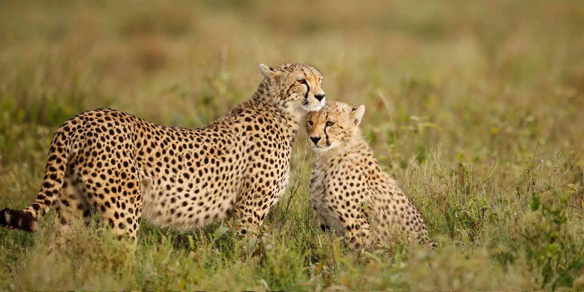 9-Days Kenya & Tanzania Absolute Safari