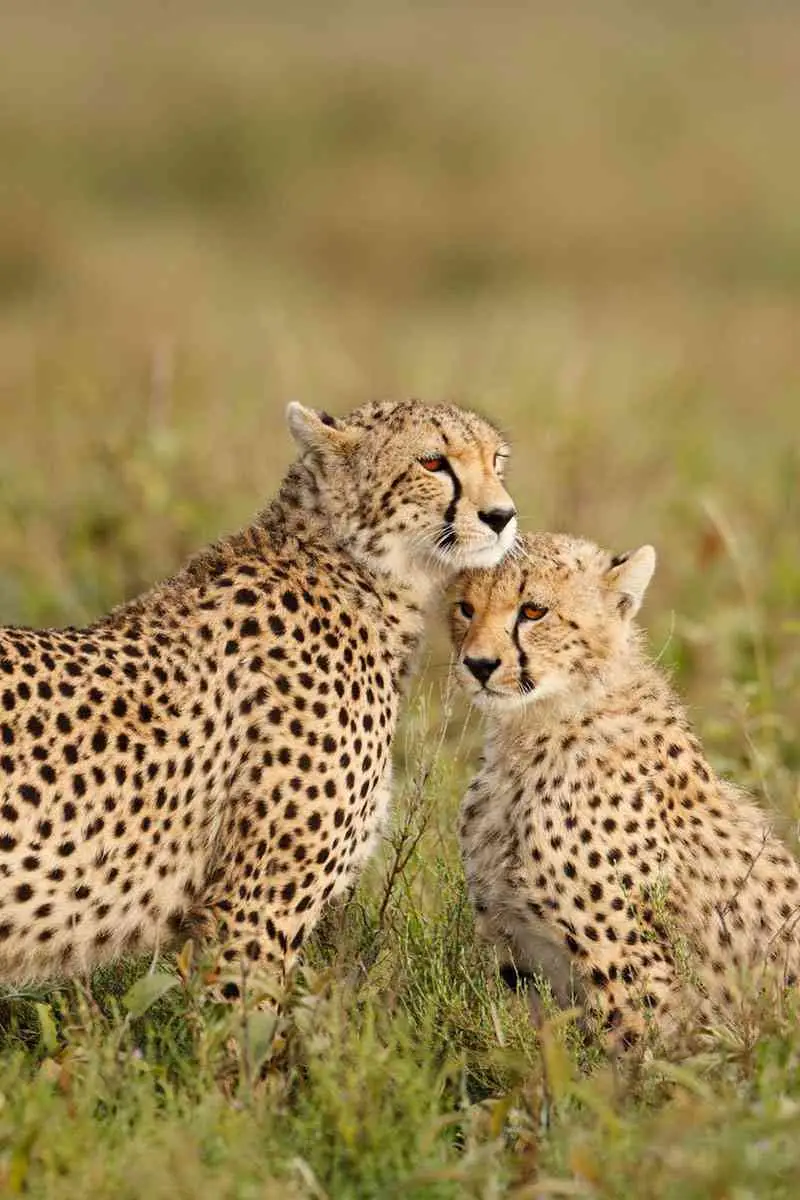 9-Days Kenya & Tanzania Absolute Safari