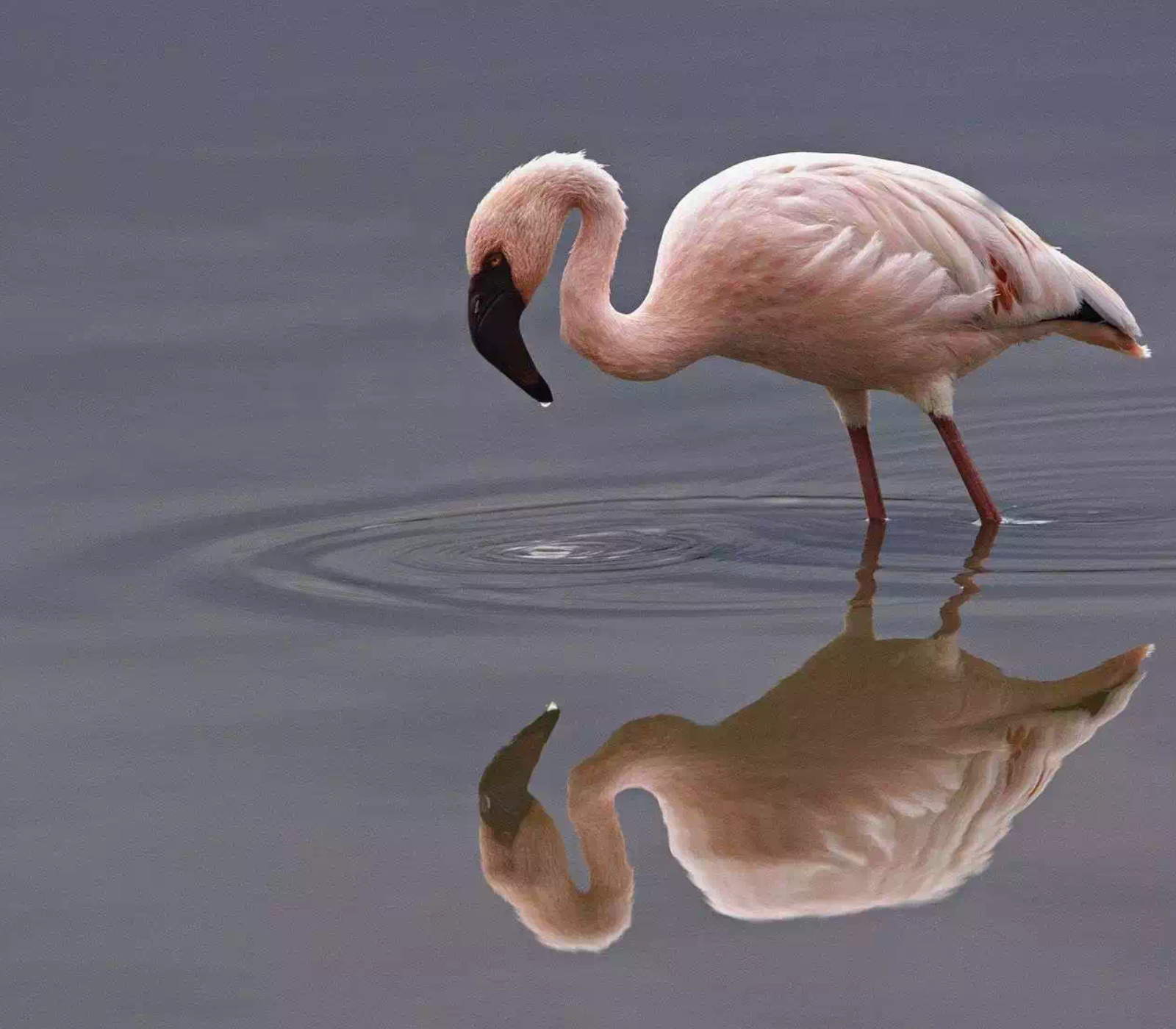 9 Days Kenya Beach To Nairobi Classic Safari  Attractions