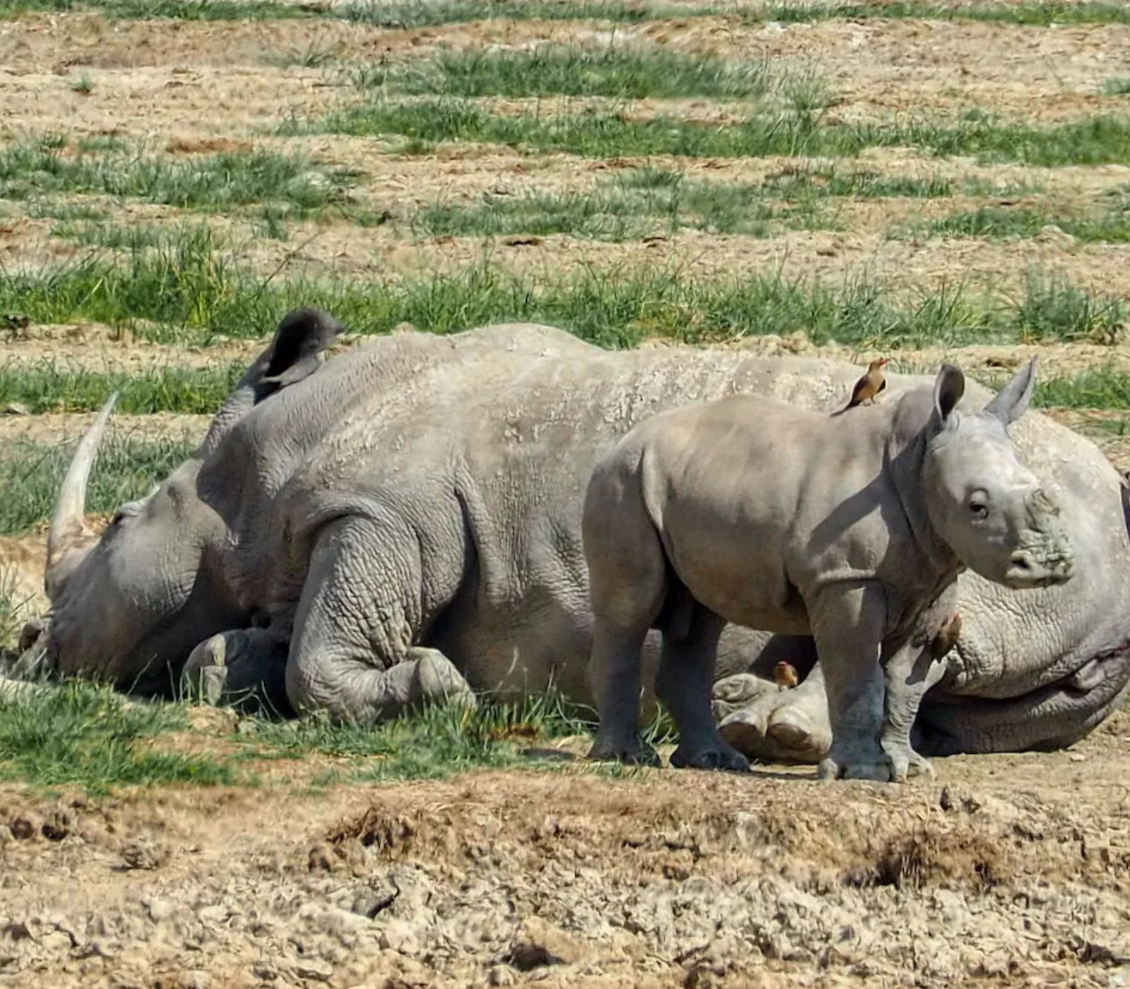 9 Days Kenya Beach To Nairobi Classic Safari  Attractions