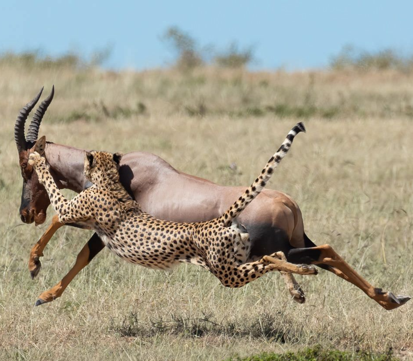 9 Days Kenya Beach To Nairobi Classic Safari  Attractions