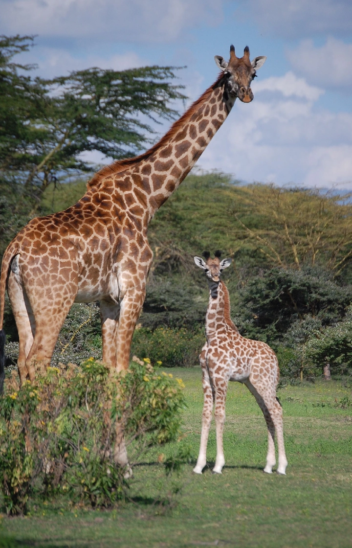 9 Days Kenya Classic Safari  Beaches
