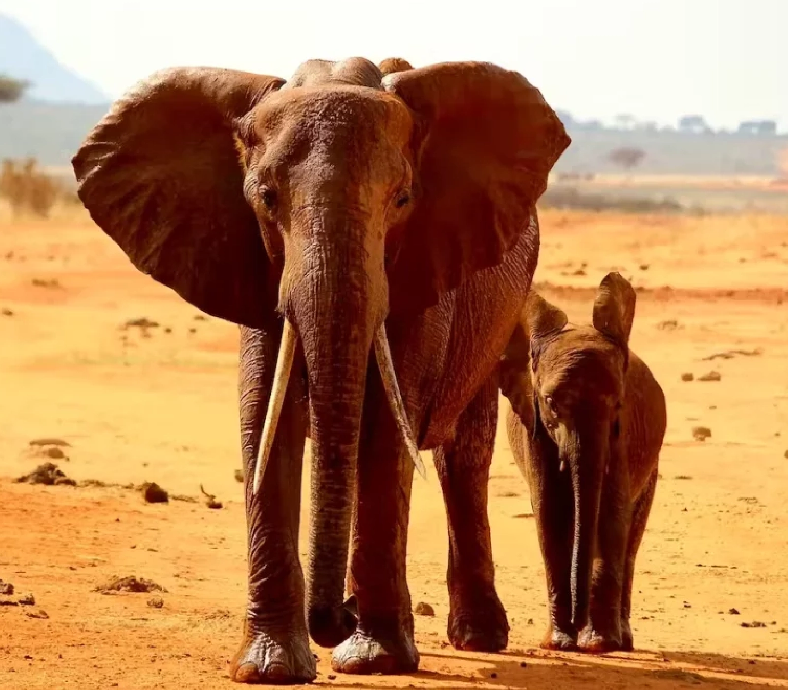 9 Days Kenya Classic Safari  Attractions