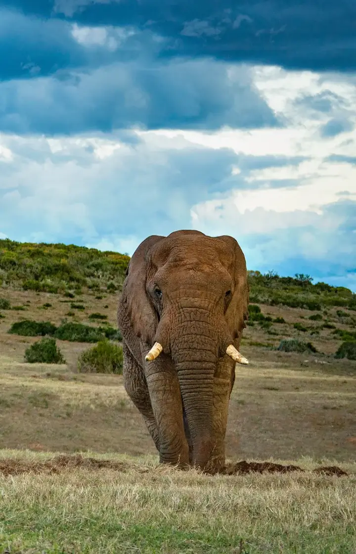 9 Days Kenya Classic Safari Adventure wildlife