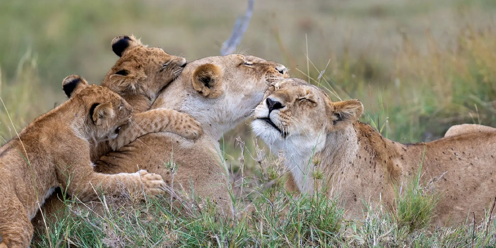 9 Days Kenya Classic Safari Adventure